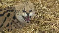 serval greb02122013